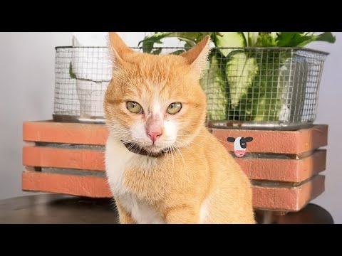 The funniest unexpected CAT MOMENTS on earth! Best CAT VIDEOS 2024