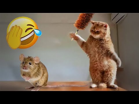 ???? Top 10 Funniest Cat Reactions You Have to See ???????? Funny And Cute Cats Videos 2024 ????