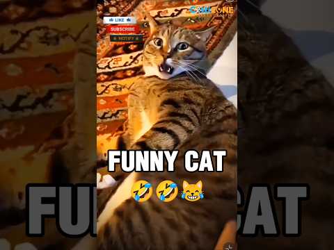 Funny cat videos for cat lover! Cute cat #cat #cutecat #catvideos #catlover #cutecat #biral #cats