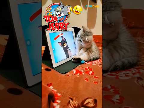 Funny  cat videos! for cat lover #cat #catvideos #catlover #biral #funnycat #cutecat #cutecat