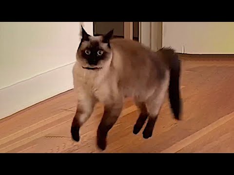 Cats with Comedy Chops ????Funny and Cute Cats videos ????