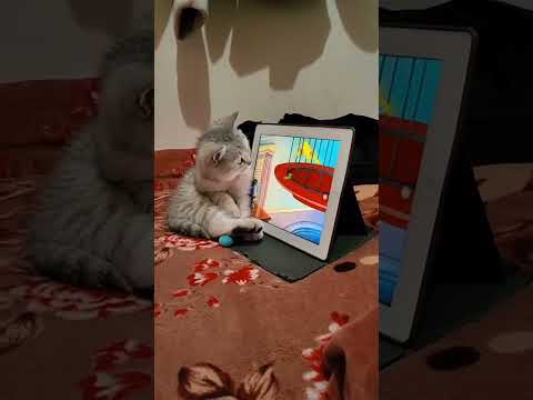 Funny cat videos #funnycats #catvideos #funny #shorts