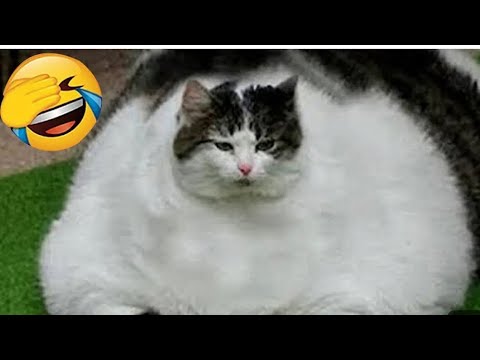 Cute and funny cat videos ????Try not to laugh ???? #trending #funny #pets #cat #fuunypets