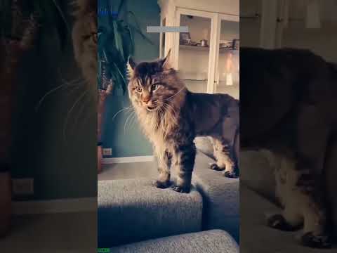 ???? Funniest Animals 2024 ???????? New Funny Cats Videos ???????? #Catslife Part 813