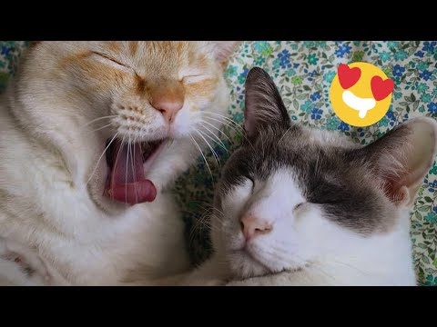 ???? Funniest Cats and Dogs Videos ???????? || ???????? Hilarious Animal Compilation №476