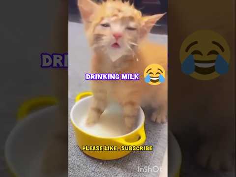 ???????????? #Funny cat videos#cat#shorts